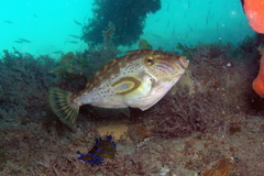 Meuschenia hippocrepis