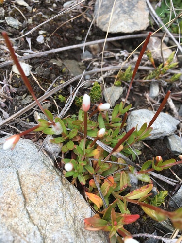 Epilobium elegans (Epilobium elegans)
