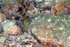 Nesogobius