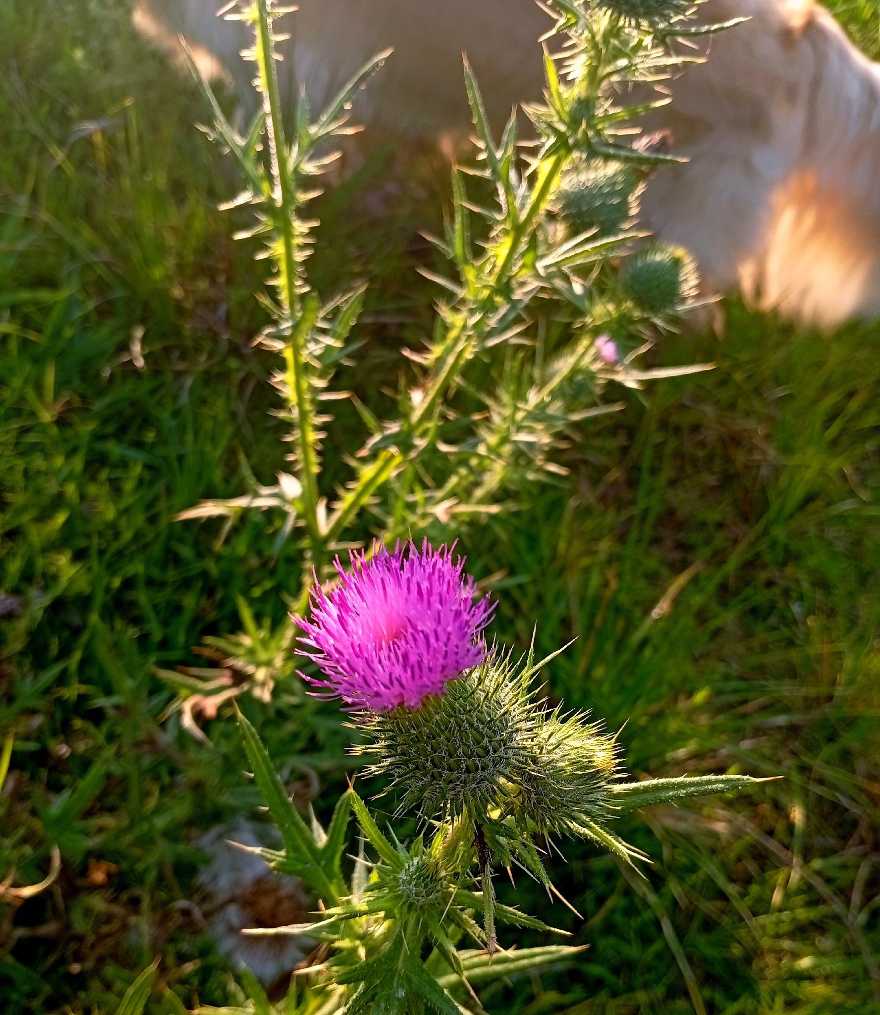 Cirsium vulgare
