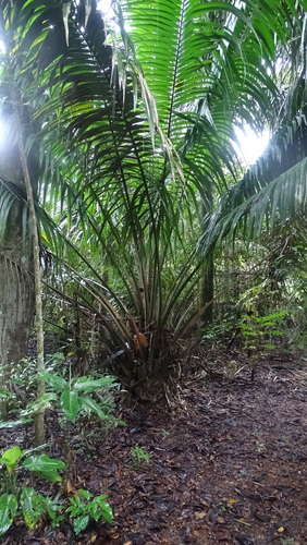 Image of Elaeis oleifera by no rights reserved