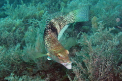 Notolabrus tetricus