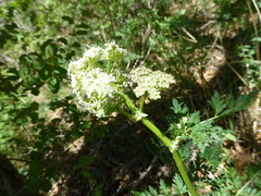Ligusticum