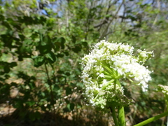 Ligusticum