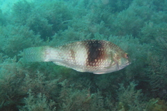 Notolabrus tetricus