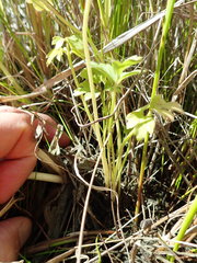 Apium prostratum filiforme