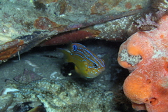 Rock Perch photo 4