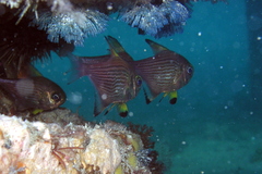 Pempheris multiradiata