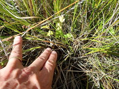 Apium prostratum filiforme