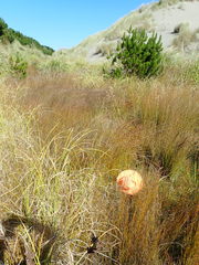 Apium prostratum filiforme