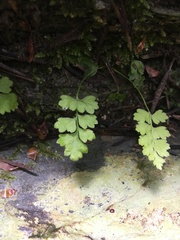 Cystopteris tasmanica