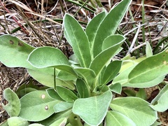 Lupinus diffusus