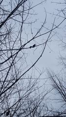 Sciurus carolinensis