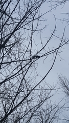 Sciurus carolinensis