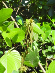 Macropsychanthus violaceus