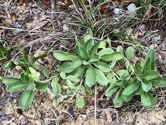 Lupinus diffusus