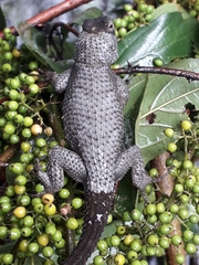 Sceloporus asper