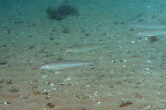 Sillaginodes punctatus