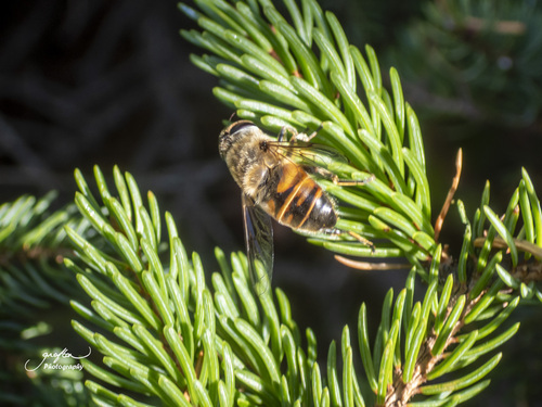 Unknown species found near Schoodic Peninsula, Winter Harbor, Hancock County, ME, USA