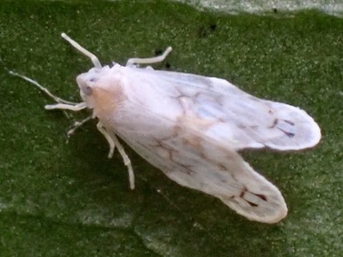 Levu vitiensis observed 2025-10-24