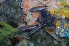 Trachinops caudimaculatus