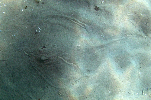 Eastern Shovelnose Stingaree, Victoria, Australia, photo 9 of 10