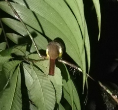 Trogon rufus