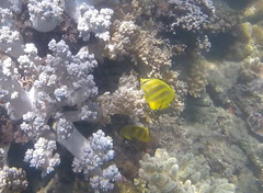 Chaetodon rainfordi
