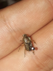 Euoniticellus intermedius