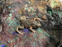 Pseudophryne bibronii