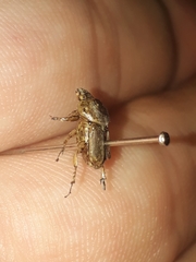 Euoniticellus intermedius