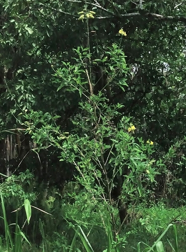 Crotalaria micans observed 2025-10-26