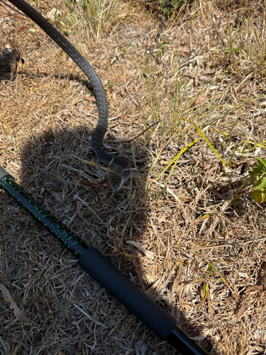 Common Tree Snake sighting