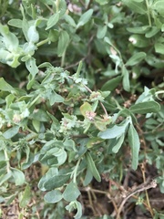 Atriplex pentandra