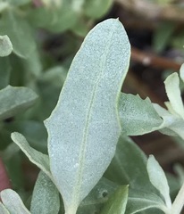 Atriplex pentandra