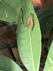 Polytremis lubricans