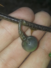 Solanum torvum