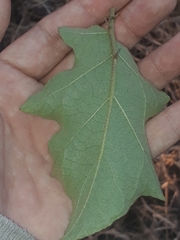 Solanum torvum