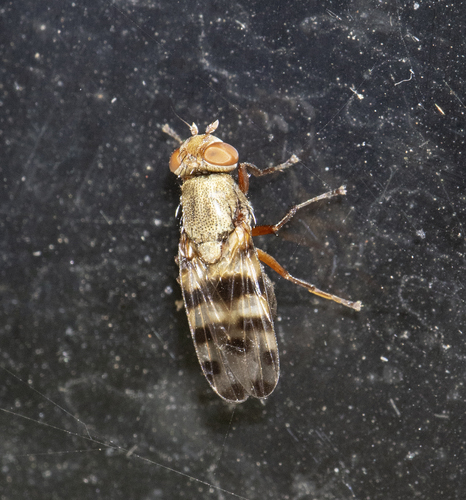 Unknown species found near Cochise County, AZ, USA