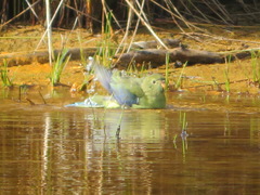 Neophema chrysostoma