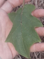 Solanum torvum