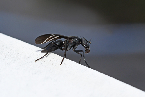 Unknown species found near Cheswold, DE, USA