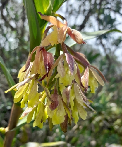 Epidendrum cotacachiense Hágsater & Dodson 3