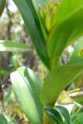 Epidendrum cotacachiense Hágsater & Dodson 4
