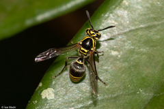 Protonectarina sylveirae