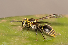 Protonectarina sylveirae