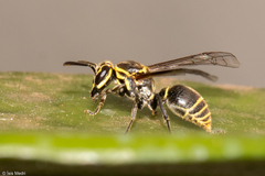 Protonectarina sylveirae