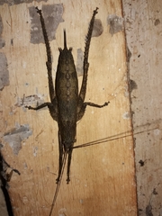 Dasyscelus