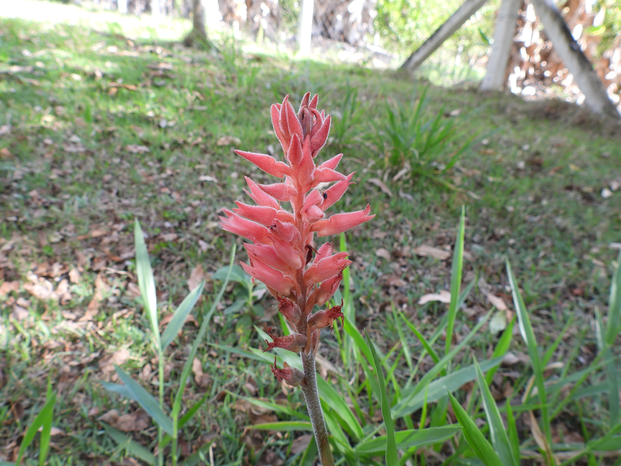 Sacoila lanceolata