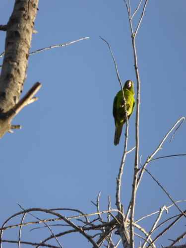 Psittacara holochlorus